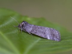 Common Lutestring (Ochropacha duplaris)
