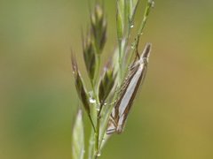 Grass-veneer (Crambus pascuella)