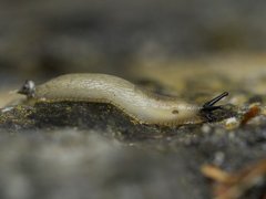 European black slug (Arion ater)