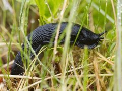 European black slug (Arion ater)