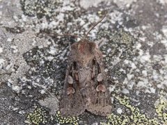 Northern Dart (Xestia alpicola)