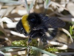 Humler (Bombus)