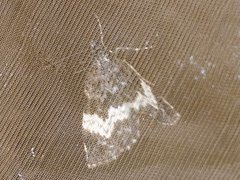 White-banded Carpet (Spargania luctuata)