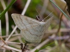 Smoky Wave (Scopula ternata)
