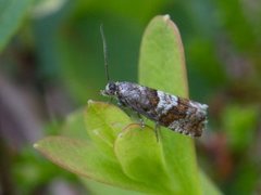 Blokkebærkveldvikler (Epinotia gimmerthaliana)