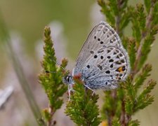 Myrblåvinge (Plebejus optilete)