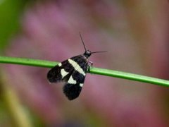 Wood Bright (Lampronia luzella)