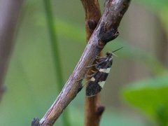 Wood Bright (Lampronia luzella)