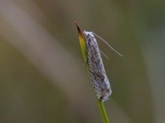 Sumpviklerne (Bactra lacteana/lancealana/robustana)