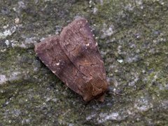 Skyggefly (Rusina ferruginea)