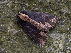Bird's Wing (Dypterygia scabriuscula)