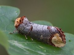 Oksehodespinner (Phalera bucephala)