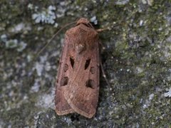 Heart and Dart (Agrotis exclamationis)