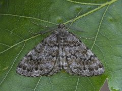 Satin Beauty (Deileptenia ribeata)