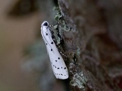 Thistle Ermine (Myelois circumvoluta)