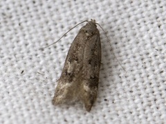 Kentish Cosmet (Mompha sturnipennella)