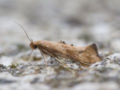 Skvallerkåltannmøll (Epermenia illigerella)