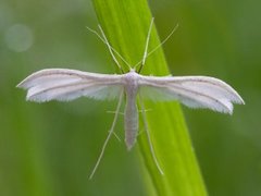 White Plume (Pterophorus pentadactyla)