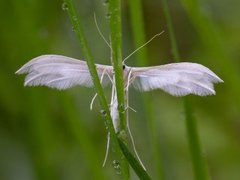White Plume (Pterophorus pentadactyla)