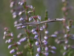 Rødknappfjærmøll (Stenoptilia bipunctidactyla)