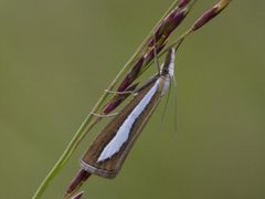 Pearl-band Grass Veneer (Catoptria margaritella)