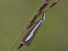 Perlemornebbmott (Catoptria margaritella)