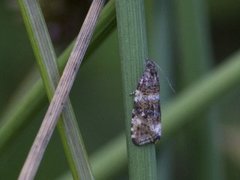 Olive Marble (Phiaris micana)