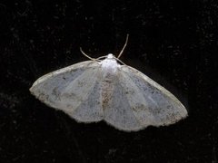 Clouded Silver (Lomographa temerata)