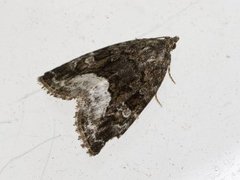 Marbled White Spot (Deltote pygarga)