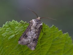 Brunpudret jordfly (Agrotis clavis)