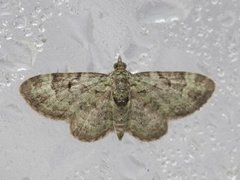 Green Pug (Pasiphila rectangulata)