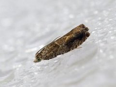 Nut Bud Moth (Epinotia tenerana)