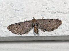 Brun dvergmåler (Eupithecia absinthiata)