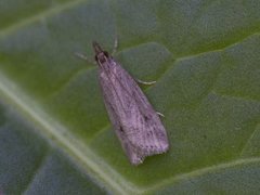 Marsh Grey (Eudonia pallida)