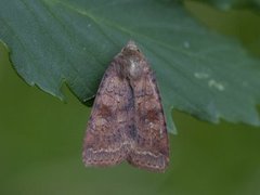 Barred Chestnut (Diarsia dahlii)