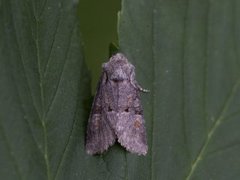 Rotstrekvierfly (Brachylomia viminalis)