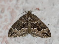 Water Carpet (Lampropteryx suffumata)