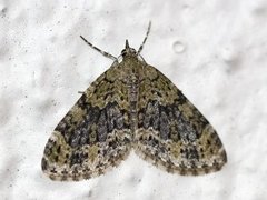 Yellow-barred Brindle (Acasis viretata)