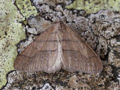 Dotted Border (Agriopis marginaria)