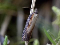 Seljeflatvikler (Acleris hastiana)