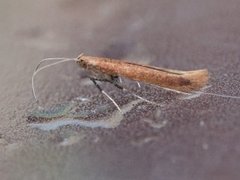 Caloptilia rufipennella