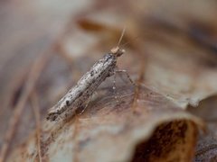 Variable Smudge (Ypsolopha ustella)