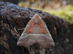 The Herald (Scoliopteryx libatrix)