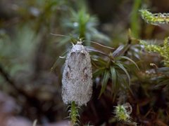 Agonopterix ocellana