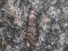 Bee Moth (Aphomia sociella)