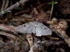 Taigadvergmåler (Eupithecia conterminata)