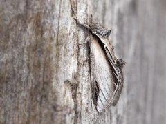 Seljetannspinner (Pheosia tremula)