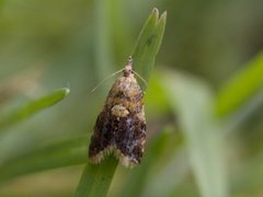 Yellow-spot Tortrix (Pseudargyrotoza conwagana)