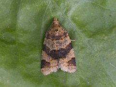 Brown-barred Tortrix (Epagoge grotiana)