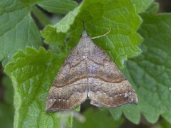 Snout (Hypena proboscidalis)